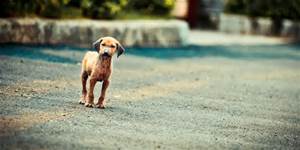 What  kids need to know about the animal&nbsp;kingdom?